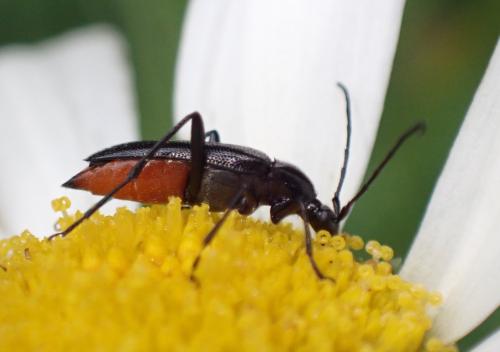 Rutpela nigra